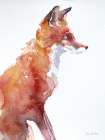 Sly as a Fox