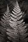 Lady Fern I