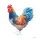 Hen on White Art Print