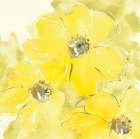 Sunshine Cosmos I