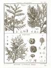 Histoire Naturelle Botanique II Light