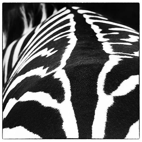 Zebra V Photography Print