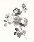 Rose Blossoms Gray