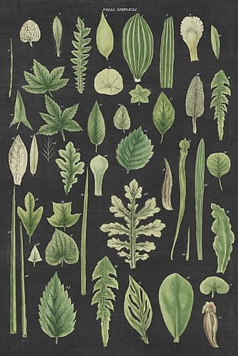Assortment of Leaves II Charcoal Crop Art Print by Wild Apple Portfolio