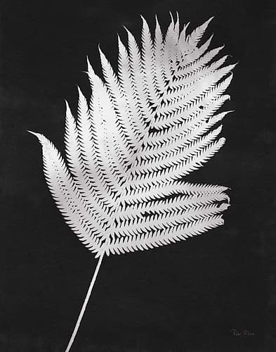 Nature by the Lake Ferns III Black Crop Nature Print