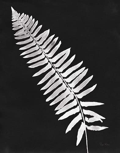 Nature by the Lake Ferns IV Black Crop Nature Print
