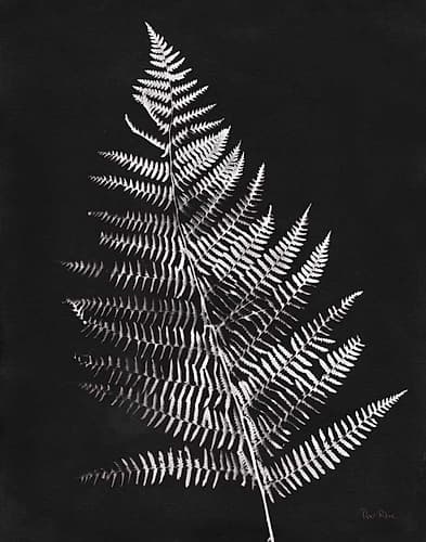 Nature by the Lake Ferns VI Black Crop Nature Print