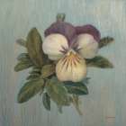 Cottage Violet Art Print