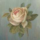 Cottage Rose Art Print