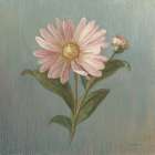 Cottage Aster Art Print