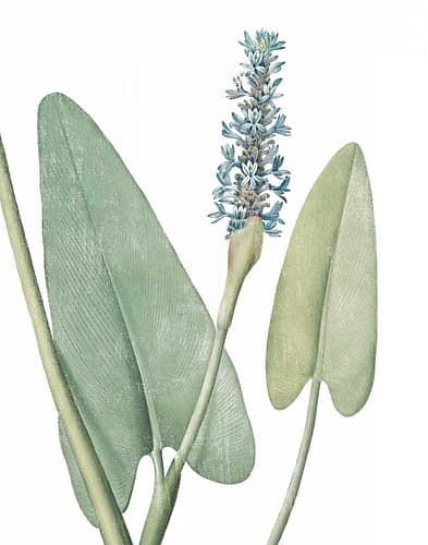 Summer Botanicals IV on White Art Print