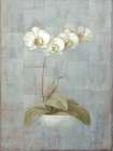 Elegant Orchid I Art Print