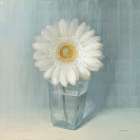 Single White Daisy