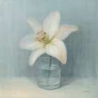 Single White Lily Art Print