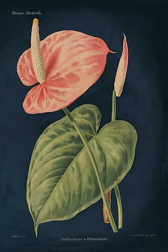 Anthurium Ferrierense Dark Blue Art Print by Wild Apple Portfolio