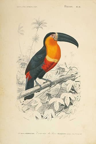 Toucan du Para Art Print by Wild Apple Portfolio