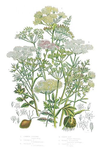 Flowering Plants II Art Print by Wild Apple Portfolio