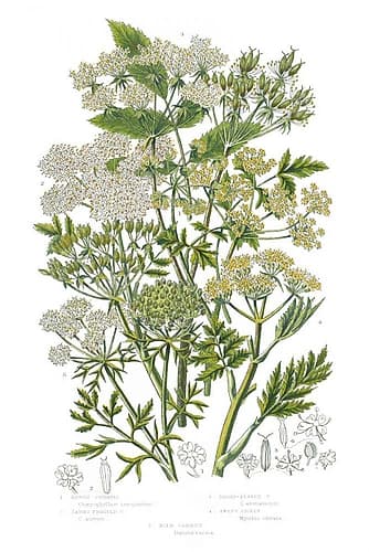 Flowering Plants III Art Print by Wild Apple Portfolio