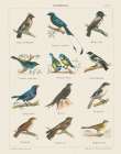 Bird Chart II Art Print