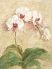 Dreamy Orchids I Art Print