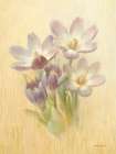 February Crocus Art Print