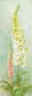 White Foxgloves Art Print