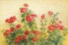 Red Geraniums on White Art Print
