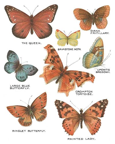 Botanical Butterflies Postcard IV White Art Print by Wild Apple Portfolio