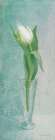Tulip on Blue