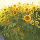 Sunflower Field Art Print