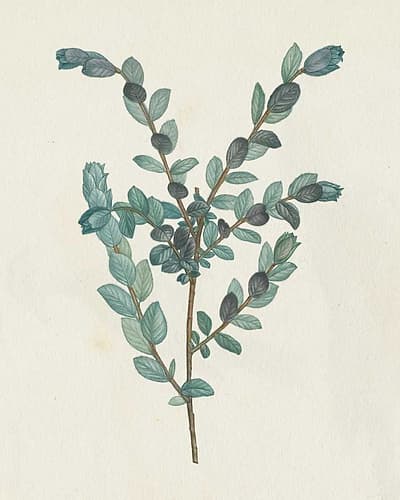 Victorian Garden Greenery II Victorian Print