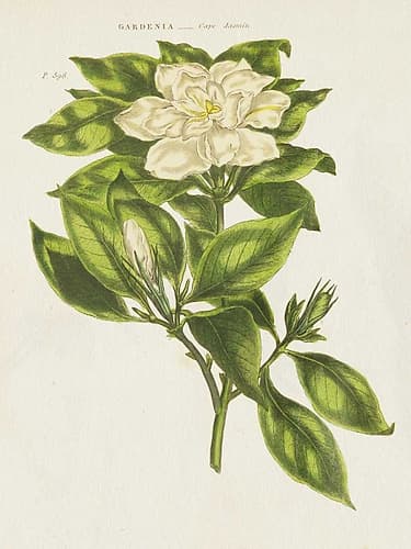 Herbal Botanical IX Flower Art Print