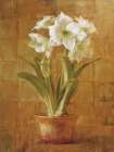 White Amaryllis on Bronze Art Print