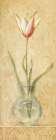 Vintage Tulip in Glass Vase Art Print