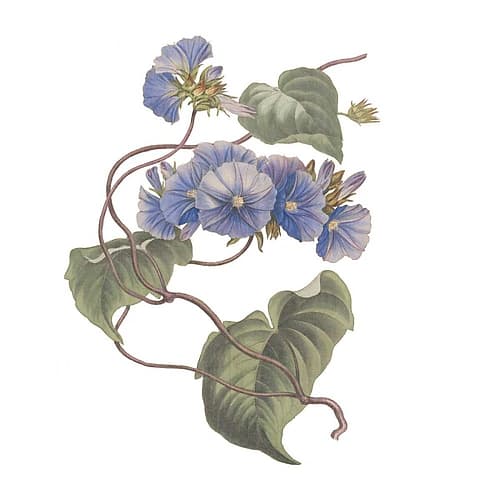 Monument Etching Tile Flowers I Art Print