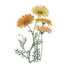Monument Etching Tile Flowers II Art Print