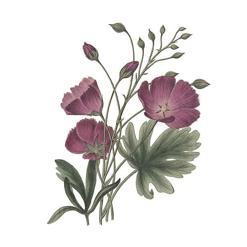 Monument Etching Tile Flowers III Art Print