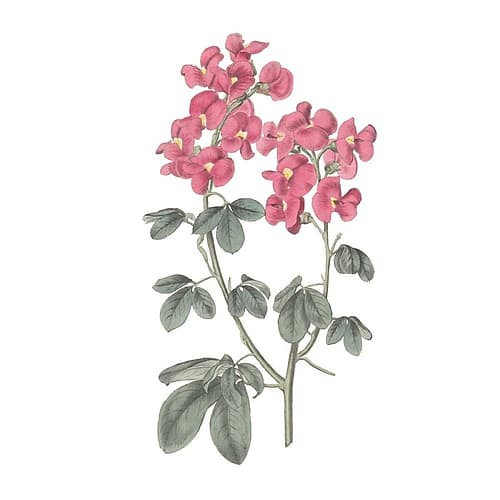 Monument Etching Tile Flowers IV Art Print