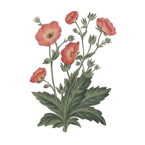 Monument Etching Tile Flowers V Art Print