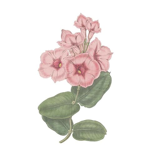Monument Etching Tile Flowers VI Art Print