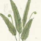 Forest Ferns II Dark Art Print