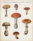 Mushroom Chart III Light Art Print