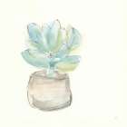 Succulent I Still Life Print