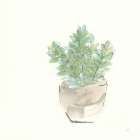 Succulent II Still Life Print