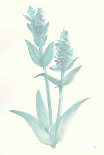 Lambs Ear Sage I Art Print