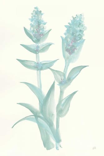 Lambs Ear Sage II Art Print