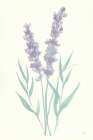 Lavender I Art Print