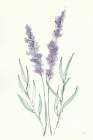 Lavender III Art Print