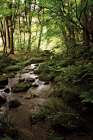 Lush Creek in Forest Art Print