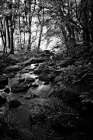 Lush Creek in Forest BW Art Print